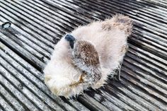 Das kleine Schwanenküken wurde noch von der Angelschnur befreit, ist aber leider wenige Stunden später verstorben.
