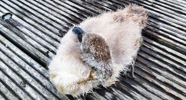 Das kleine Schwanenküken wurde noch von der Angelschnur befreit, ist aber leider wenige Stunden später verstorben.