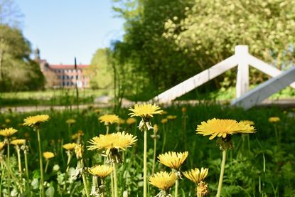 Der Eutiner Schlossgarten steht in sattem Grün, die Pflanzen strotzen vor Kraft.