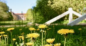 Der Eutiner Schlossgarten steht in sattem Grün, die Pflanzen strotzen vor Kraft.