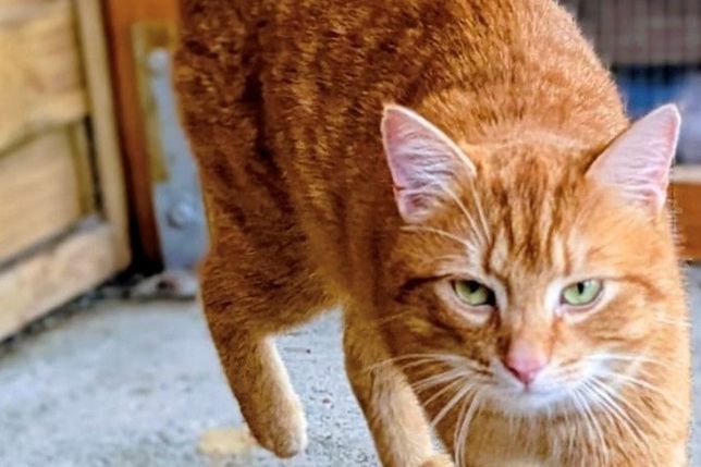 Bobby ist nicht nur optisch ein kleiner Hingucker, sondern auch vom Wesen her ein echter Schatz.