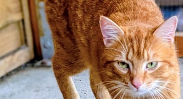 Bobby ist nicht nur optisch ein kleiner Hingucker, sondern auch vom Wesen her ein echter Schatz.