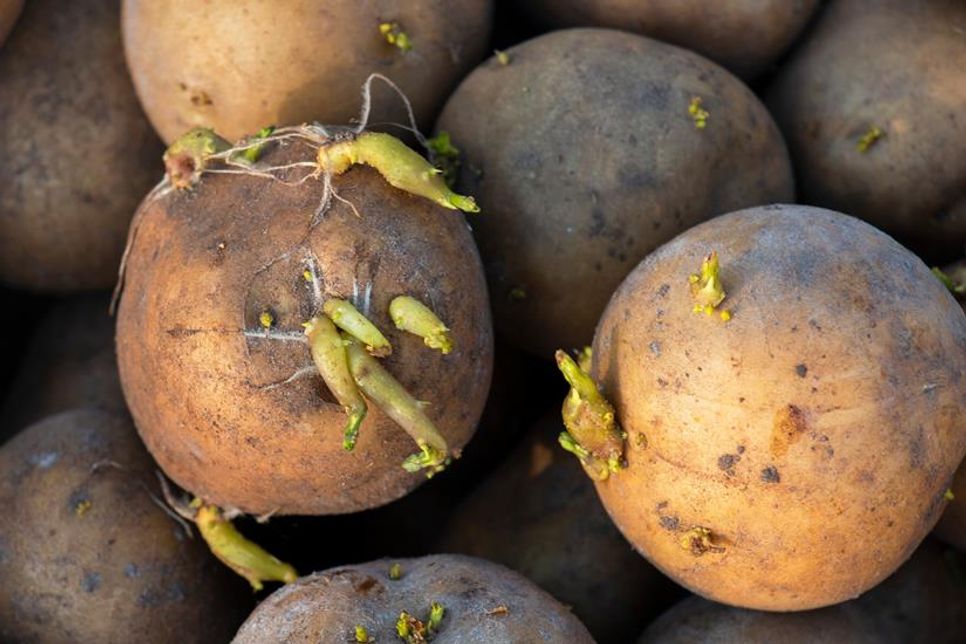 Sind Kartoffeln mit Trieben oder grünen Stellen noch genießbar?