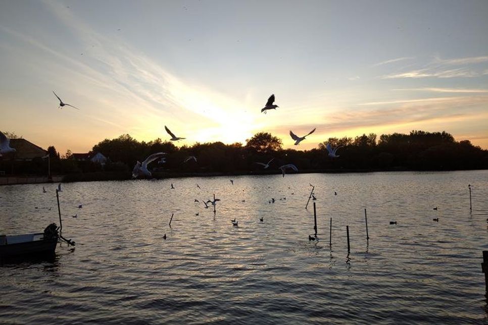 Sandra Eichert hat die kreisenden Vögel über dem Neustädter Binnenwasser eindrucksvoll im Gegenlicht festgehalten.