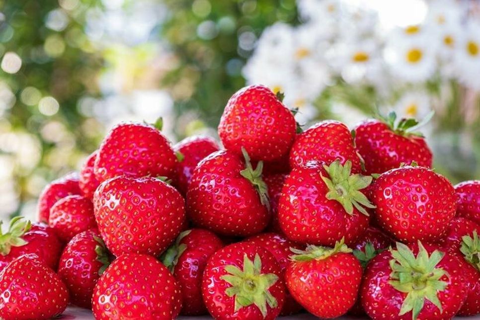 Sie sind saftig, süß und superlecker - die Erdbeeren.