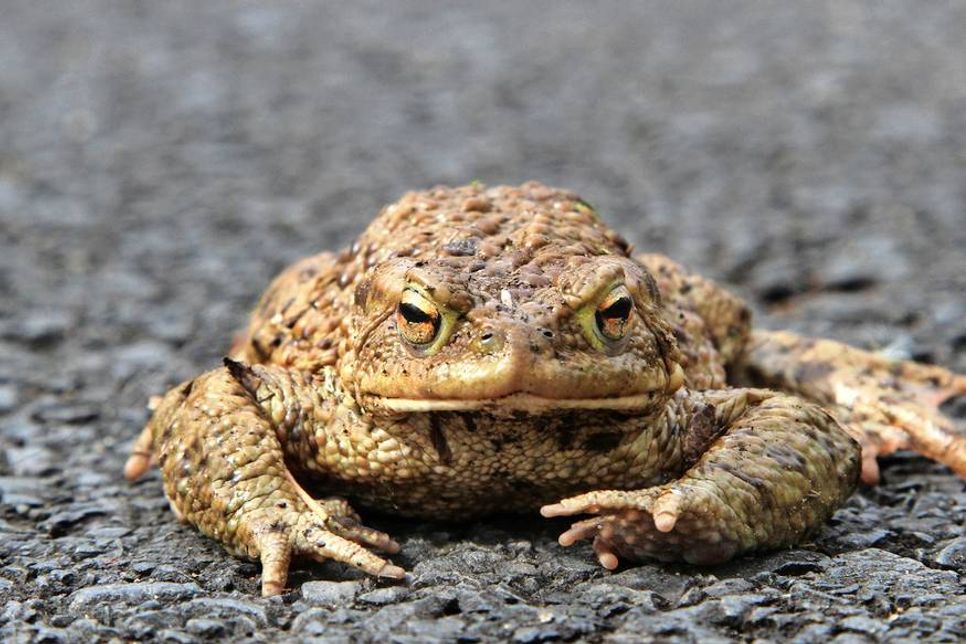 Auf ihrer Wanderung müssen die Tiere oft Straßen überqueren.