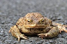 Auf ihrer Wanderung müssen die Tiere oft Straßen überqueren.