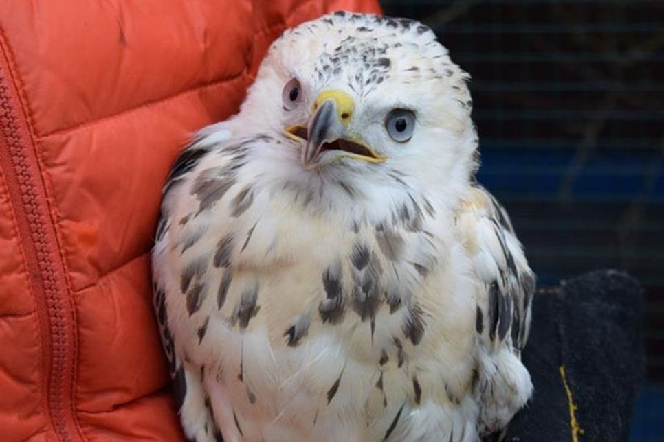 Dieser verletzte Mäusebussard wird nach seiner OP am Flügel momentan wieder aufgepäppelt
