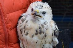 Dieser verletzte Mäusebussard wird nach seiner OP am Flügel momentan wieder aufgepäppelt