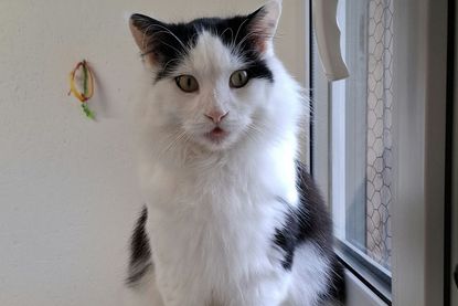 „Duke“ wünscht sich ein Zuhause als Einzelkater mit späterem Freigang.