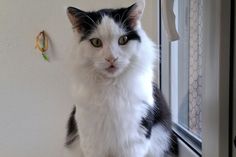 „Duke“ wünscht sich ein Zuhause als Einzelkater mit späterem Freigang.