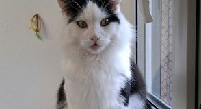 „Duke“ wünscht sich ein Zuhause als Einzelkater mit späterem Freigang.