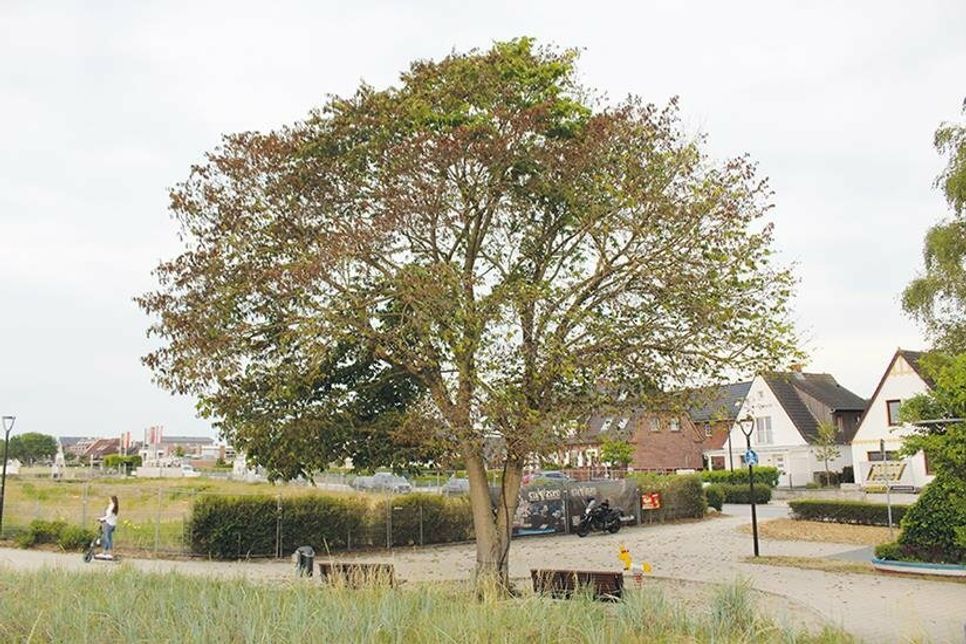 Diese große Ulme an der Strandpromenade in Haffkrug muss leider gefällt werden.