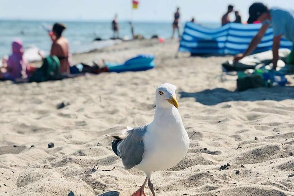 oder Familienstrand, für jeden Geschmack findet sich das richtige Plätzchen.
