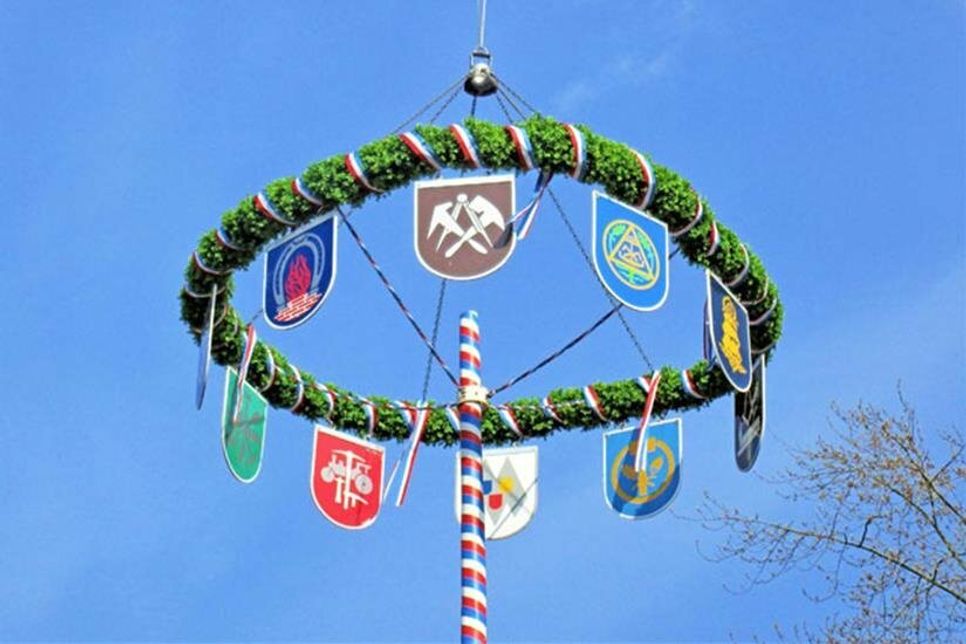 Präzises Einsetzen des Maikranzes auf dem Baumstamm.