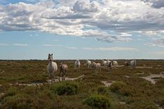 Camarguepferde