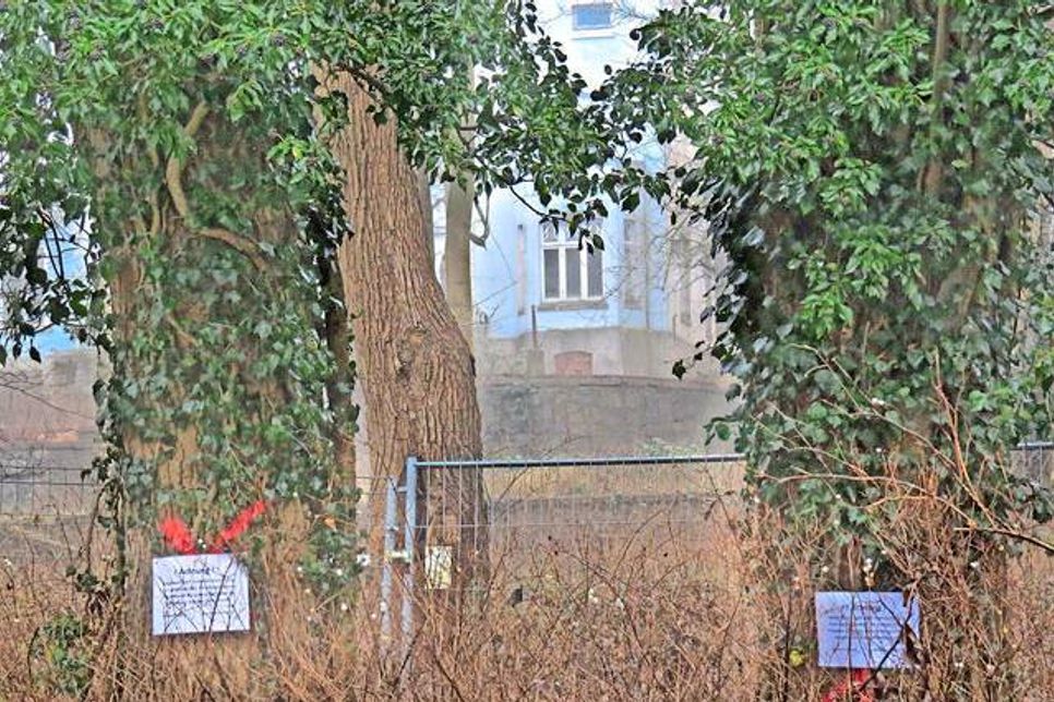 Ursprünglich zum Fällen markierte Bäume in Höhe des ehemaligen Schlosses Eggersdorf. Nachträglich wurden sie durch die Naturschutzbehörde des Kreises als erhaltenswürdig ausgewiesen und ihr Fällen untersagt.