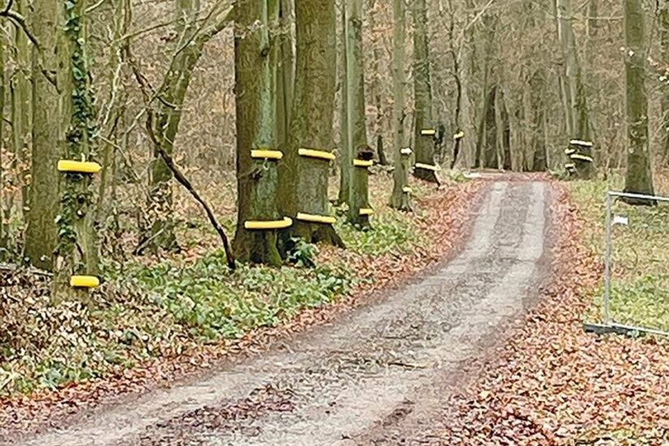 Foto vom Tatort: Die als Puffer am Stamm angebrachten Dränagerohre sind an den Bäumen verblieben.