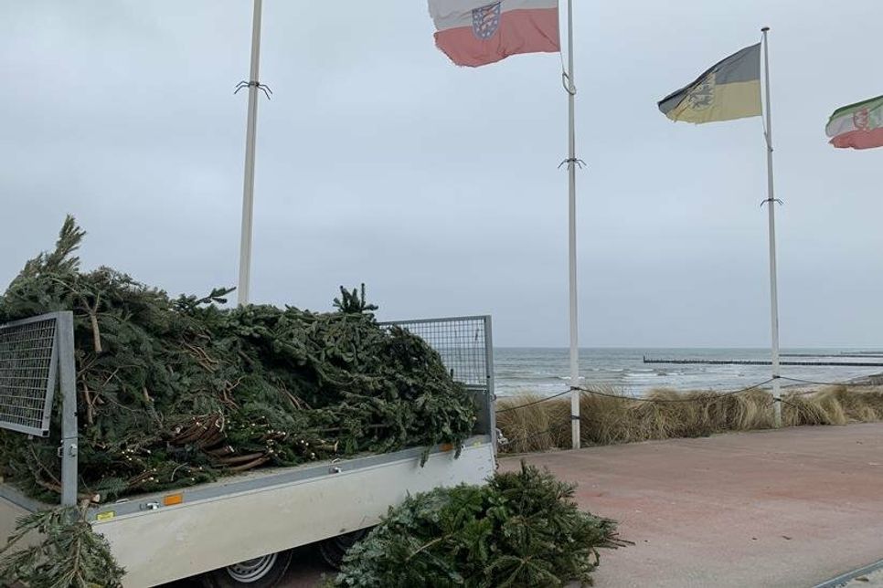 Baumspende für den Küstenschutz - zahlreiche Weihnachtsbäume wurden von Kellenhusenern abgegeben, vom Bauhof bearbeitet und anschließend in die Treibseldüne gegeben.