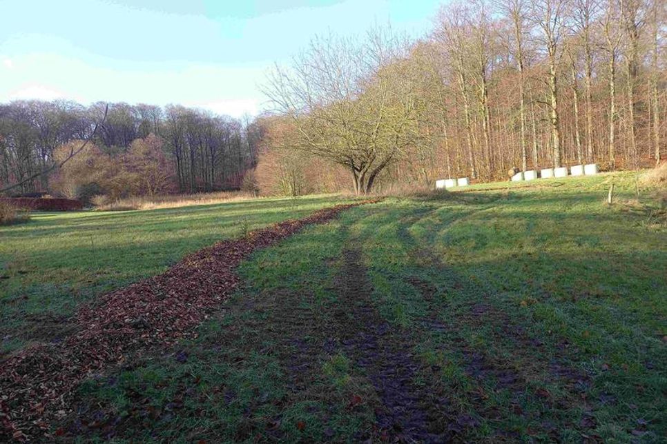 Mehrgehölzhecke für den Artenschutz.