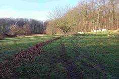 Mehrgehölzhecke für den Artenschutz.
