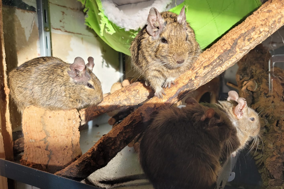 Wer diesen Degus ein Zuhause schenkt, bekommt eine spannende, soziale und liebevolle Degugruppe.