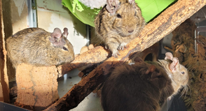 Wer diesen Degus ein Zuhause schenkt, bekommt eine spannende, soziale und liebevolle Degugruppe.
