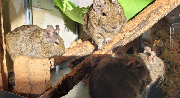 Wer diesen Degus ein Zuhause schenkt, bekommt eine spannende, soziale und liebevolle Degugruppe.