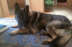 Tessy soll nicht ins Tierheim. Die Hündin ist 12,5 Jahre alt, kastriert und noch fit. Die tierärztliche Versorgung ist bis an ihr Lebensende gewährleistet und unentgeltlich. Wer kann sie bei sich aufnehmen ? Interessierte setzen sich mit der Kleintierpraxis Dr. Spitz und Dr. Schulenburg unter Tel. 04521/78278 in Verbindung. (red)