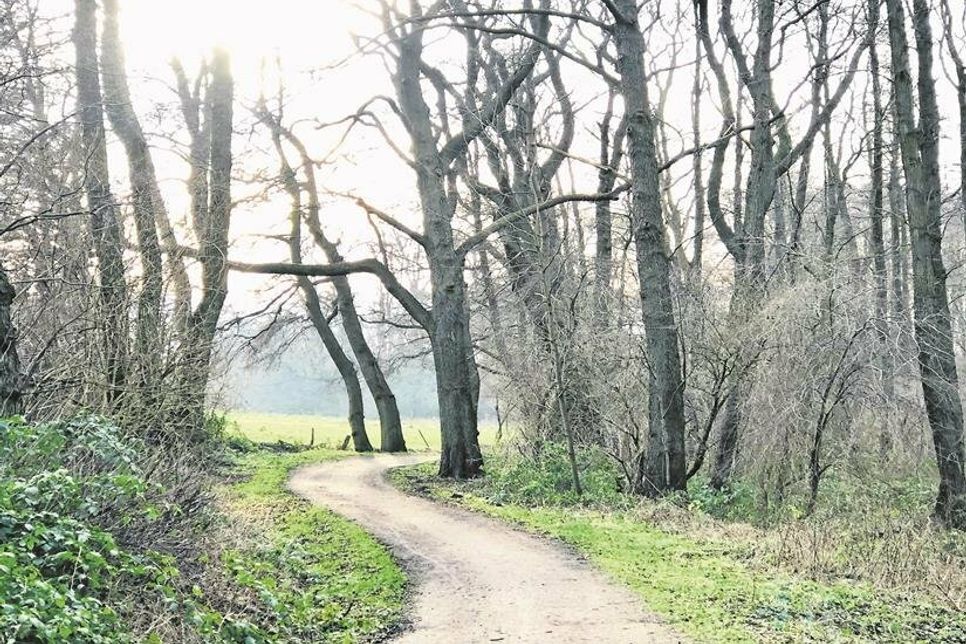 Knorrige, alte Bäume und weite Wiesen säumen den Großen Eutiner See auf seiner Südseite.
