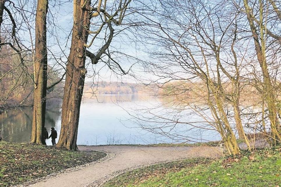 Das Seeufer mit Blick auf den Seescharwald auf der Nordseite des Sees.