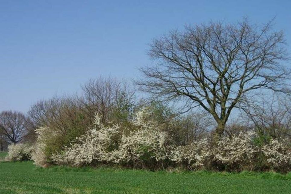 Mit Initiativen des Kreises Ostholstein werden wichtige Lebensräume und deren Verbindungen für seltene Tiere und Pflanzen geschaffen.