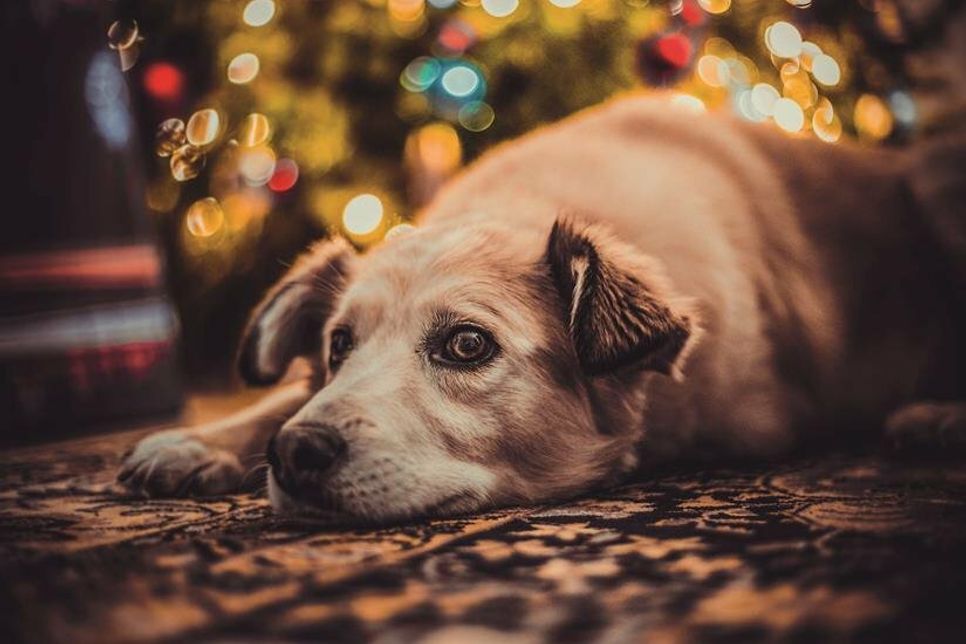 Mit entsprechender Vorbereitung wird das Weihnachtsfest auch für Hunde entspannter. Foto: Feliway/pixabay.com/akz-o