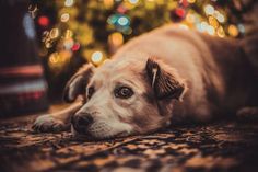 Mit entsprechender Vorbereitung wird das Weihnachtsfest auch für Hunde entspannter. Foto: Feliway/pixabay.com/akz-o