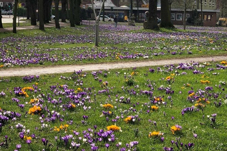 Die Krokusse sind wieder da!