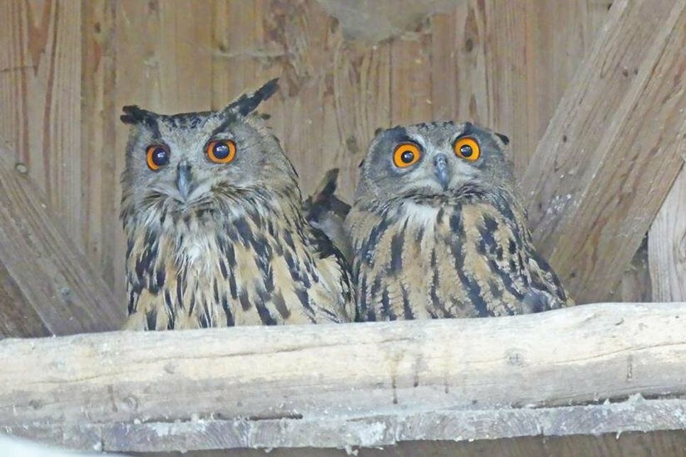Diese beiden Uhus hier sind zwar wachsam, was ungebetene Besucher betrifft, aber ihre neue Voliere finden sie prima, hier können sie Flug- und Fangübungen machen, um fit zu werden für die freie Wildbahn, in die sie wieder entlassen werden sollen. Dafür sorgt die Elisabeth Mierendorff Stiftung seit etwas mehr als 20 Jahren