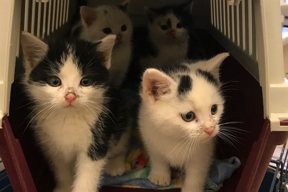 Die vier Katzenbabys werden im Eutiner Tierheim gepflegt und gestärkt.