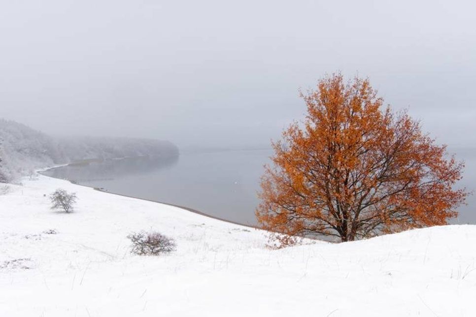 Was gibt es Schöneres als einen Morgenspaziergang in der Stille. Die roten Blätter der alten Eiche fallen im ersten Schnee umso mehr ins Auge – fotografiert am letzten Donnerstag am Dummersdorfer Ufer von Anke Jeggle.
