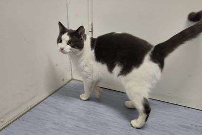 Kater Carlo wurde in Scharbeutz gefunden und befindet sich jetzt im Tierheim Eutin.