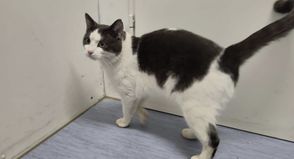 Kater Carlo wurde in Scharbeutz gefunden und befindet sich jetzt im Tierheim Eutin.