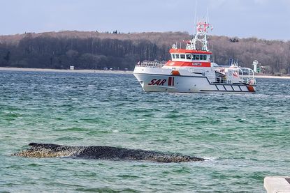 Buckelwal von Niendorf/Ostsee sitzt nun vor der Insel Poel fest