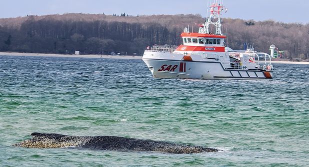 Buckelwal von Niendorf/Ostsee sitzt nun vor der Insel Poel fest