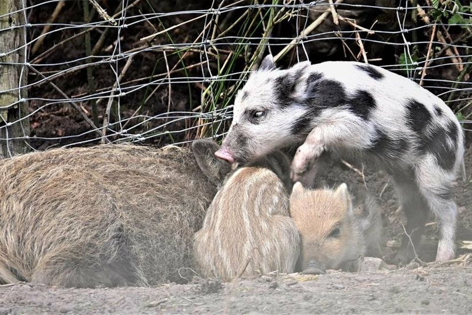 Einfach sau-niedlich: die kleinen Frischlinge im Kellenhusener Wildschweingehege.