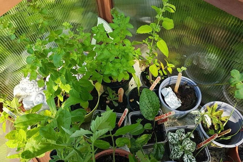 „Lasst uns unsere Welt ein wenig blühender, bunter und insektenfreundlicher gestalten!“, sagt Initiatorin Bea Blaeschke.