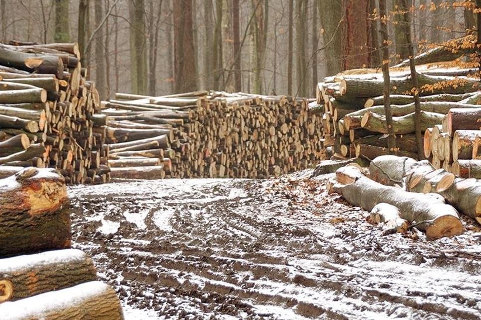 Die Scharbeutzer Grünen machen auf den massiven Holzeinschlag im Kammerwald aufmerksam. (Foto: Die Grünen)