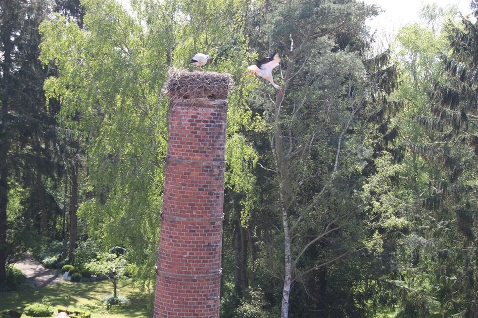 Die Aufenthalsdauer der Störche in Grube beträgt rund vier Monate. Anfang bis Mitte August zieht es sie in südliche Gefilde.