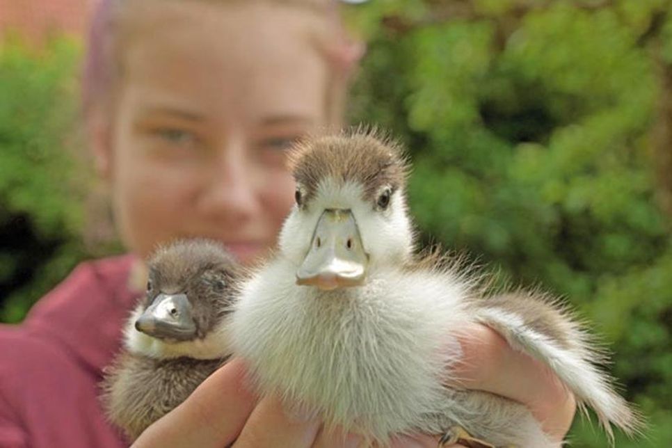 Plüschiger Vogelnachwuchs – Schellente links, Brandgänschen rechts - in menschlicher Obhut. Schülerin Mia Specht hat mit der Kükenaufzucht eine verantwortungsvolle Aufgabe übernommen und kann dabei schon auf einige Jahre Erfahrung als Helferin im Wildtierheim zurückblicken