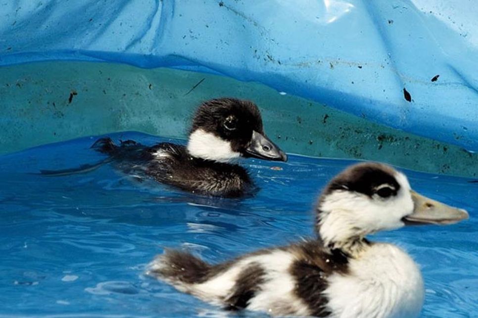 Ihr längst ausgedientes Kinderplanschbecken hat Mia Specht wieder hervorgeholt – für die Küken (links die Schellente, rechts die kleine Brandgans) ein komfortabler Swimmingpool, um darin seine Runden zu drehen.