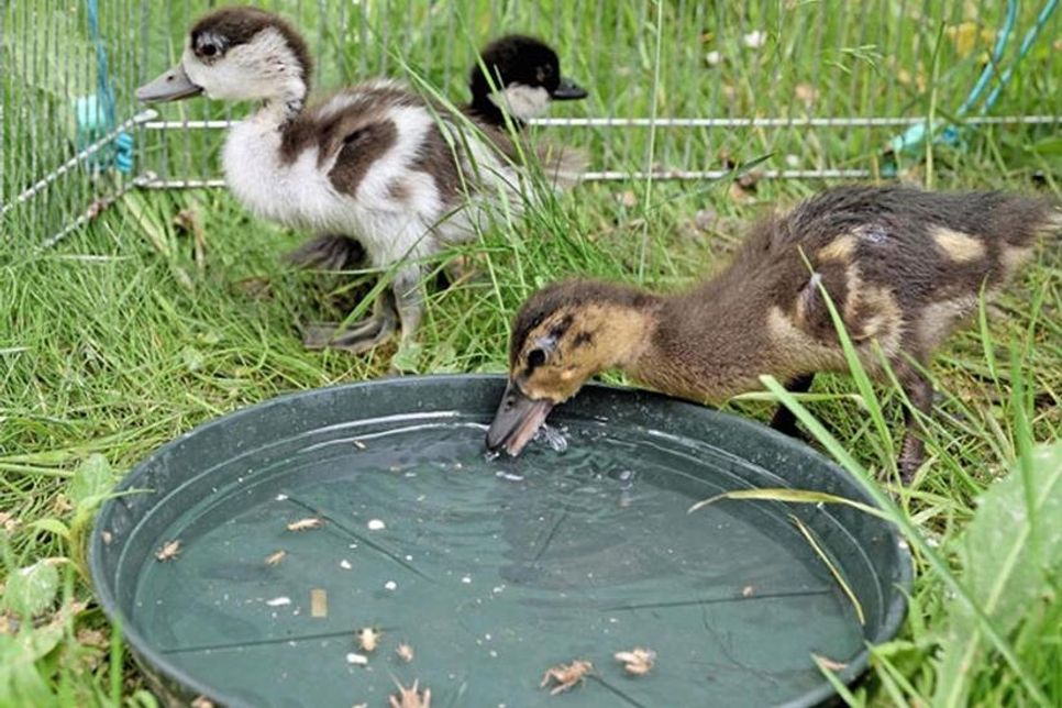 Unter einem niedrigen Schutzdach lassen sich die Küken ihr Lieblingsfutter, die Heimchen schmecken.