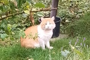 Dieser süße kleine Rotschopf schlägt sich seit Monaten heimatlos in Preetzer Gärten durch – dabei gibt es eindeutige Hinweise, dass er irgendwo ein Zuhause gehabt haben muss. Wer vermisst ihn?